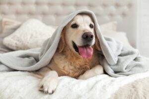 dog-under-blanket